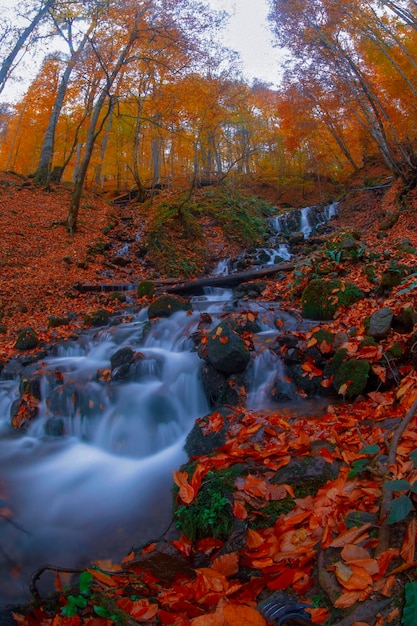 Escena de otoño Siete lagos Bolu Turquía