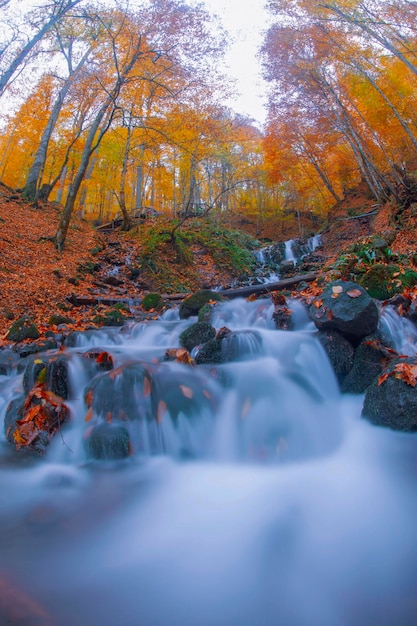 Escena de otoño Siete lagos Bolu Turquía