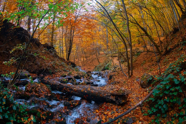 Escena de otoño Siete lagos Bolu Turquía