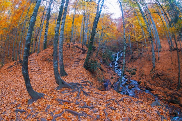 Escena de otoño Siete lagos Bolu Turquía