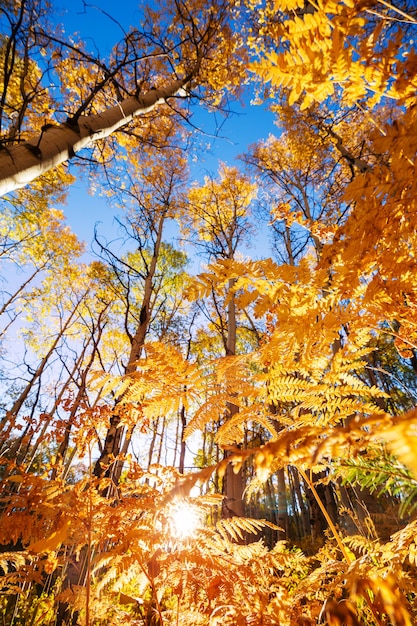 Escena de otoño en tonos amarillos. Fondo de otoño.