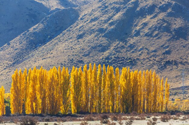 Escena de otoño en tonos amarillos.