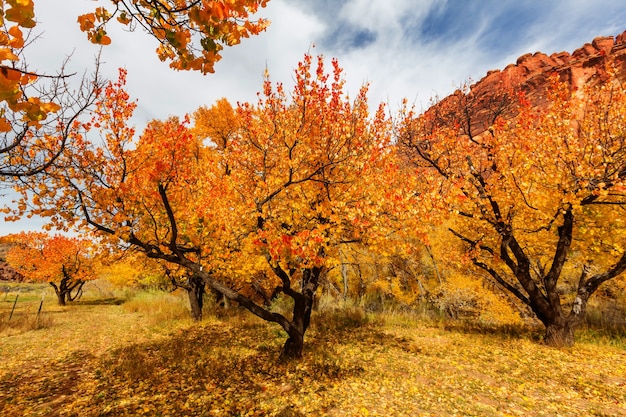 Escena de otoño en tonos amarillos.