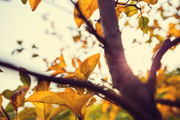 Escena de otoño en tonos amarillos.