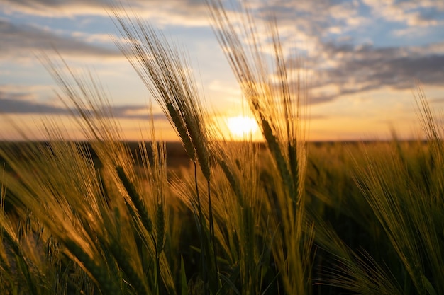 Escena pintoresca de verano con campo de trigo y puesta de sol.