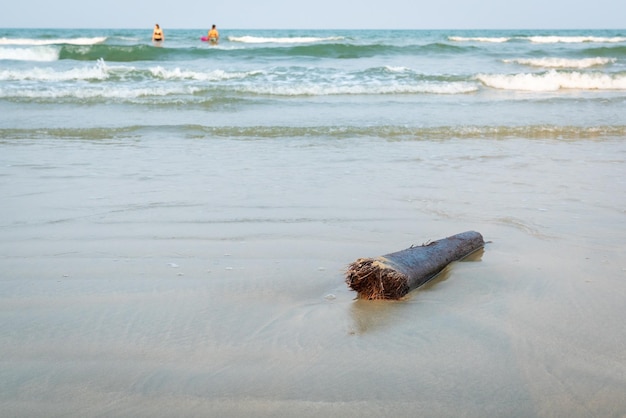 Escena de playa con arena fina y tronco de árbol caído