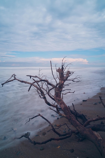 Escena de playa durante el día con árbol seco caído