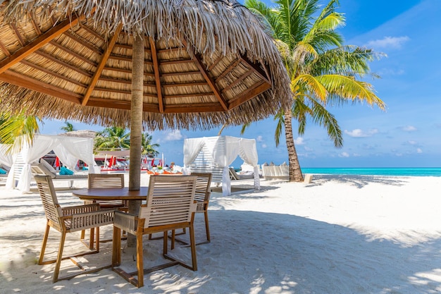 una escena de playa con sillas y paraguas y una palmera