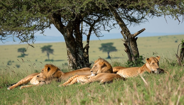 una escena poderosa de un grupo de leones africanos