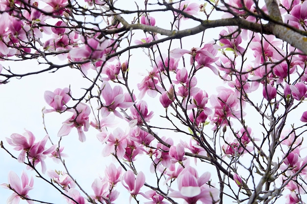 Foto escena de primavera. árbol de magnolia con flores