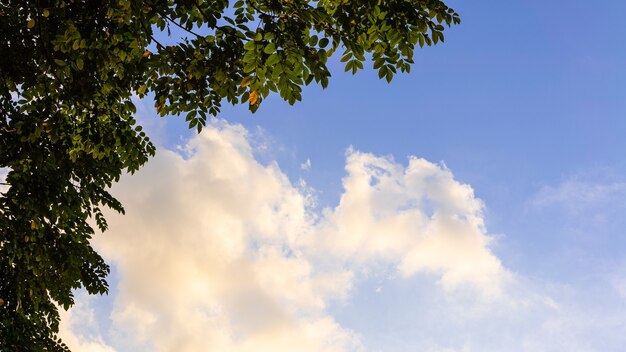 Escena de primavera hermosa de fondo de naturaleza de follaje fresco y nubes con colores vibrantes