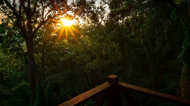 Escena de puesta de sol en el fondo del paisaje del bosque