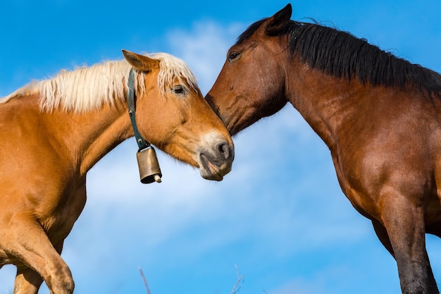 Foto escena rural con caballos en los campos de canillo en andorra