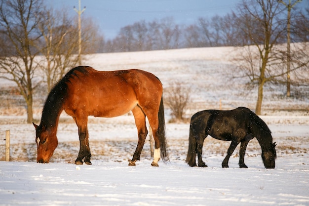 Escena rural con dos caballos en la nieve en un frío día de invierno