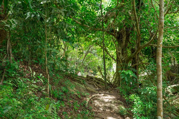 Escena de la selva tropical con muchos árboles.