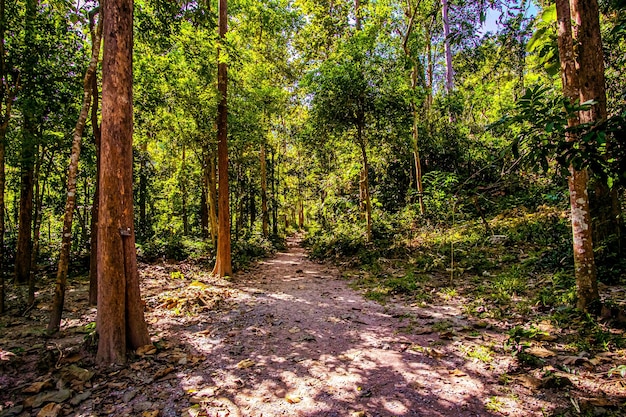 Escena del sendero forestal en un bosque profundo