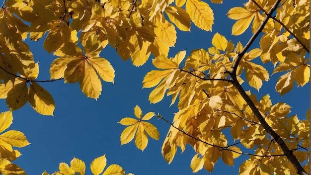 Escena sombría de otoño con el dosel dorado de los árboles