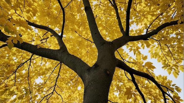 Escena sombría de otoño con el dosel dorado de los árboles