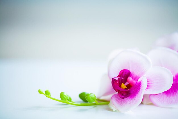 Escena de spa y bienestar Flor de orquídea en el fondo pastel de madera