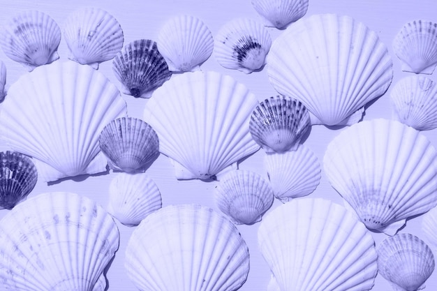Escena de stock con estilo de conchas marinas