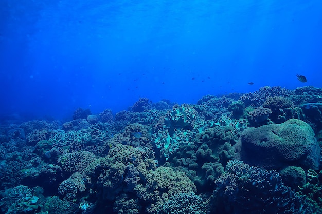 escena submarina / arrecife de coral, paisaje de vida silvestre del océano mundial