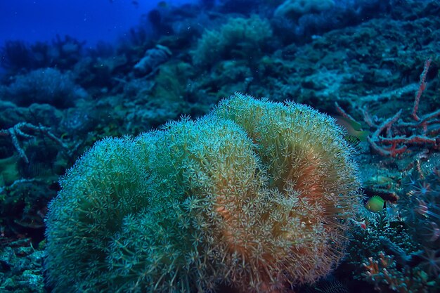 escena submarina / arrecife de coral, paisaje de vida silvestre del océano mundial