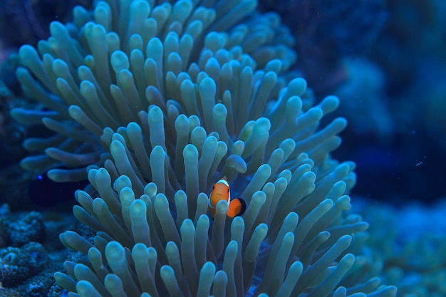 escena submarina / arrecife de coral, paisaje de vida silvestre del océano mundial