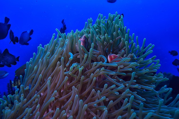 escena submarina / arrecife de coral, paisaje de vida silvestre del océano mundial