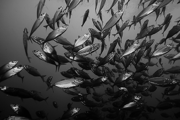 escena submarina / arrecife de coral, paisaje de vida silvestre del océano mundial