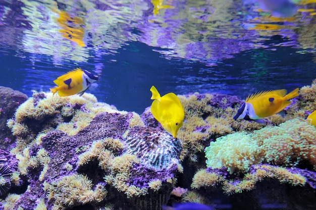 Escena submarina, que muestra diferentes peces de colores nadando.