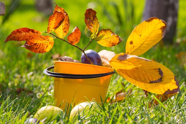 Escena de la temporada de otoño con cultivo de frutas y nueces en el jardín. Belleza del otoño.