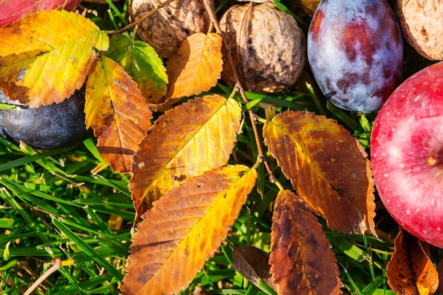 Escena de la temporada de otoño con cultivo de frutas y nueces en el jardín. Belleza del otoño.