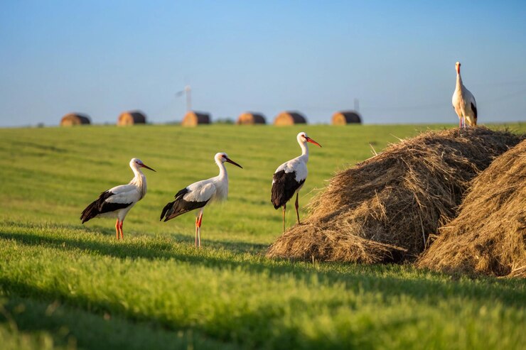Una escena tranquila en el campo con cigüeñas esparcidas por un campo extenso
