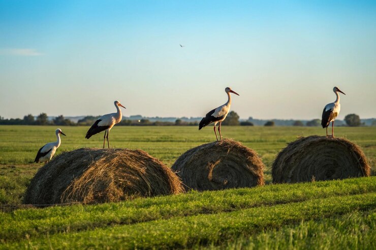 Una escena tranquila en el campo con cigüeñas esparcidas por un campo extenso