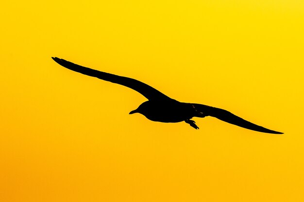 Escena tranquila con gaviota volando al atardecer