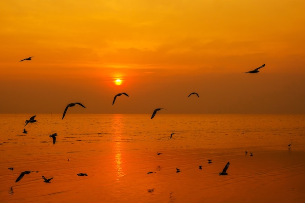 Escena tranquila con gaviota volando al atardecer