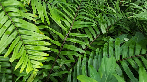 Una escena tropical de bosque de helechos