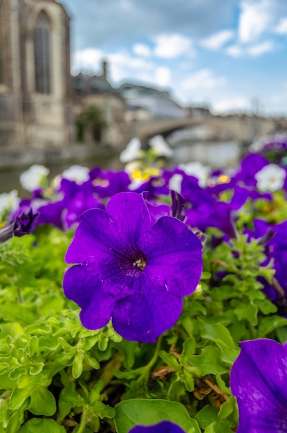 Escena urbana flores coloridas en el puente de Gante, Bélgica