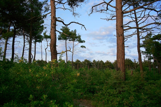 Escena de verano en el bosque.