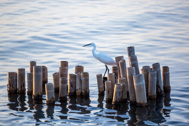 Escena de verano Una gran garza blanca Ardea alba con las plumas iluminadas por la luz del sol