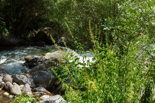 escena de verano en el verano