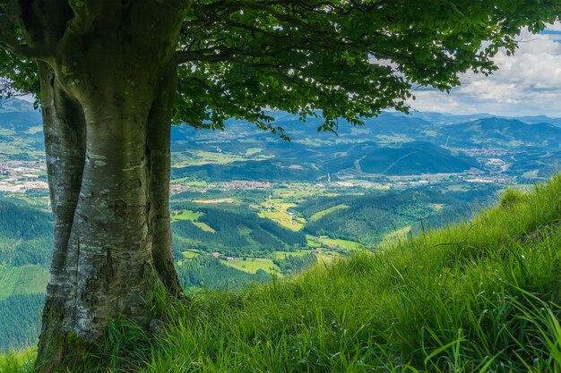 Foto escena de una vista del valle desde un haya