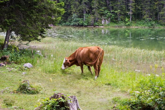 Escenario de montaña con vaca pastoreada en día de verano