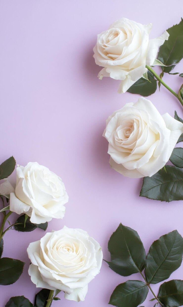Escenario sofisticado con rosas blancas en un fondo de lavanda pálida que crea un ambiente minimalista calmante con espacio de copia