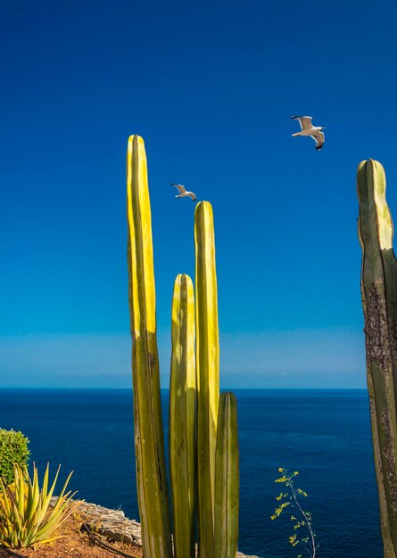 Foto escenas de la isla de la gomera, islas canarias