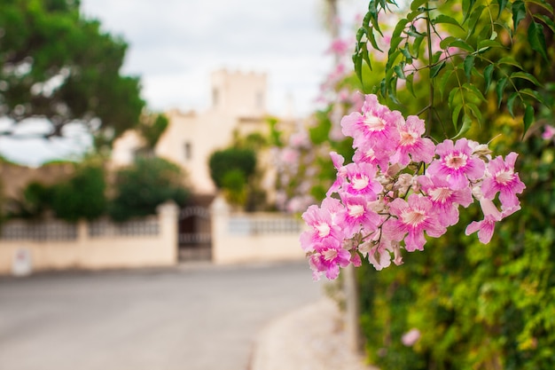 Escénica carretera vacía del campo con flores rosas