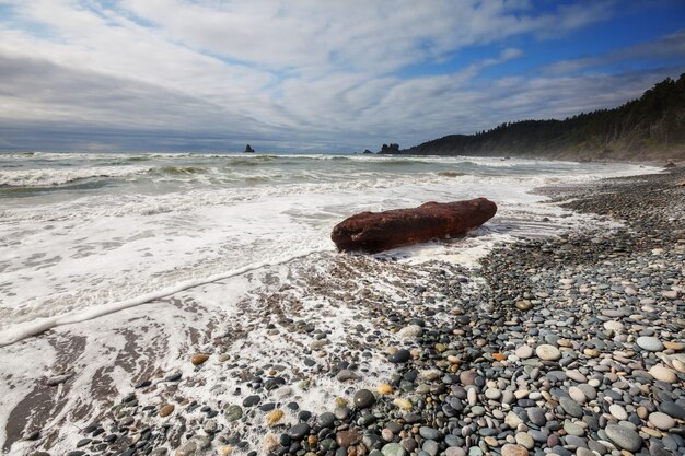 Escénica y rigurosa costa del Pacífico en el Parque Nacional Olympic, Washington, Estados Unidos. Rocas en el océano y grandes troncos en la playa.