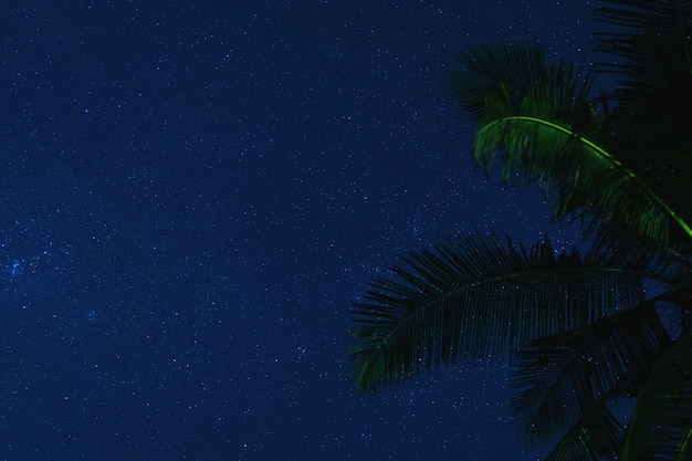 Escénico cielo nocturno con muchas estrellas y palmeras