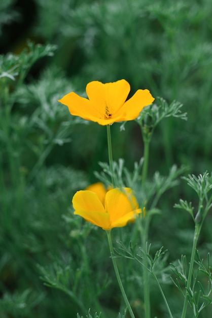 Escholzia flores amarillas crecen en el jardín