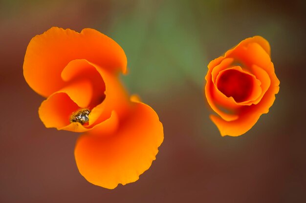 Eschscholzia californica flores silvestres de papoula amarela e laranja